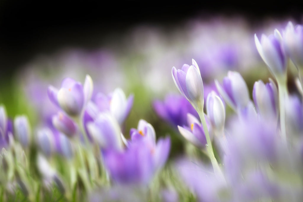 Crocus Flowers Artwork