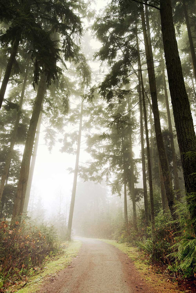 foggy forest trees