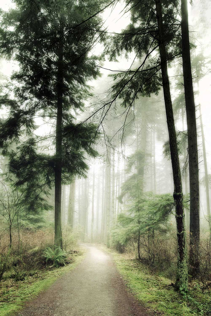 foggy forest path