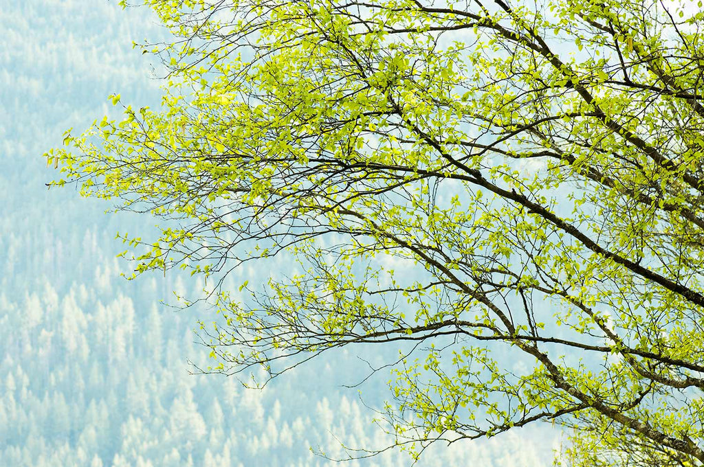 spring leaves art